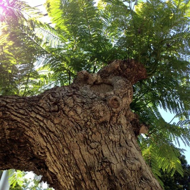 12247184_10153135811931750_8598809117464125069_n